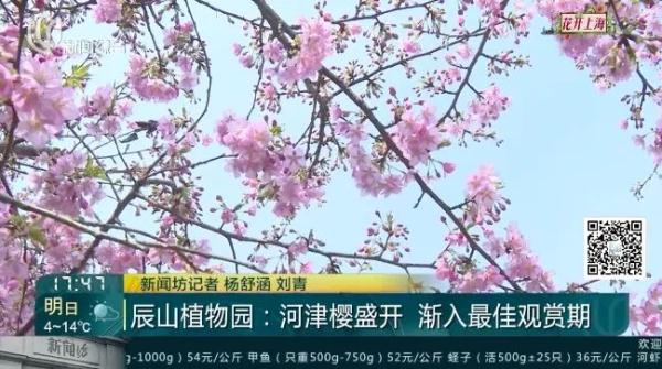 上海又到了“树上长满人”的季节！遭吐槽的老问题能解决吗？