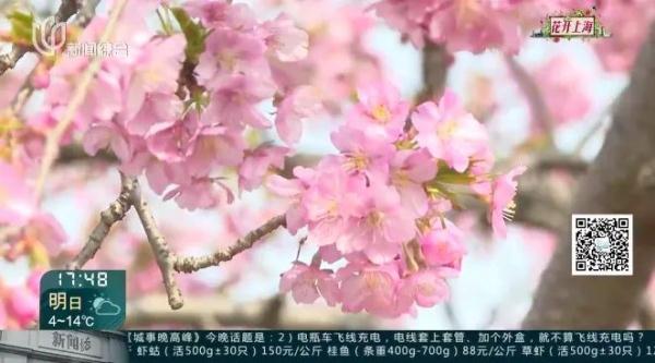 上海又到了“树上长满人”的季节！遭吐槽的老问题能解决吗？