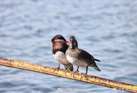 北海公园鸳鸯晒太阳排排站