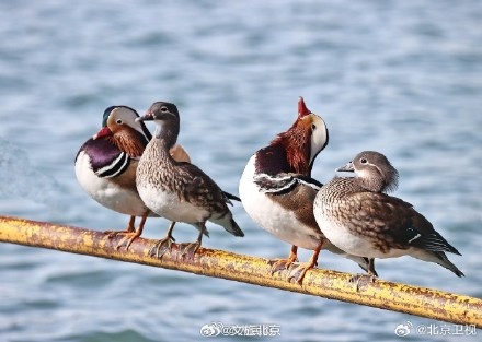 北海公园鸳鸯晒太阳排排站