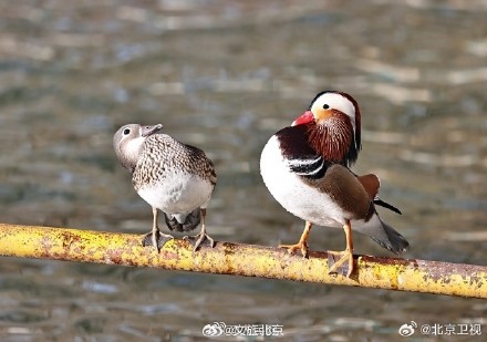 北海公园鸳鸯晒太阳排排站