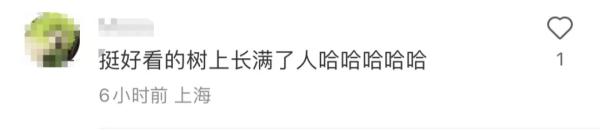 上海又到了“树上长满人”的季节！遭吐槽的老问题能解决吗？