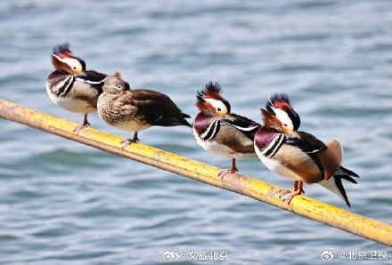 北海公园鸳鸯晒太阳排排站