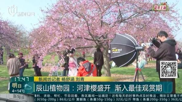 上海又到了“树上长满人”的季节！遭吐槽的老问题能解决吗？