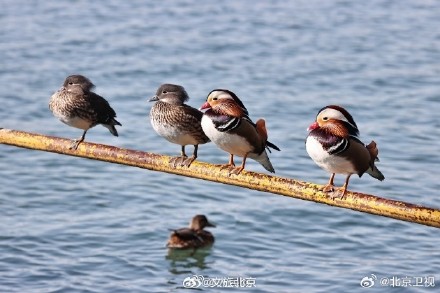 北海公园鸳鸯晒太阳排排站