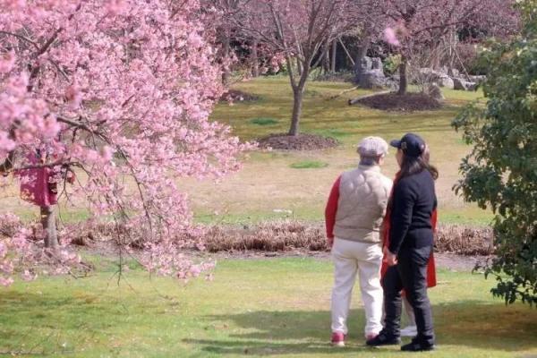 上海又到了“树上长满人”的季节！遭吐槽的老问题能解决吗？
