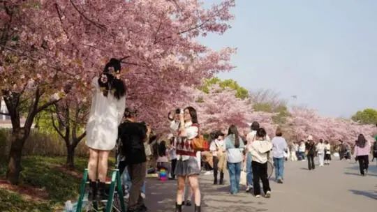 上海又到了“树上长满人”的季节！遭吐槽的老问题能解决吗？