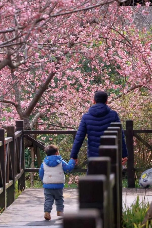 上海又到了“树上长满人”的季节！遭吐槽的老问题能解决吗？