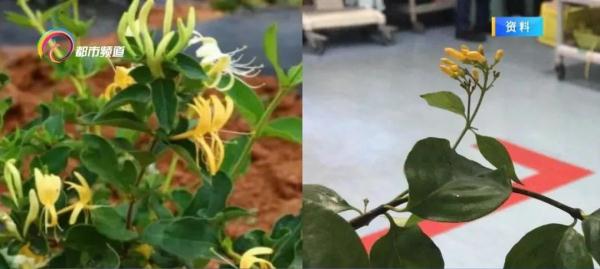 云南人请注意！这些花不能吃！