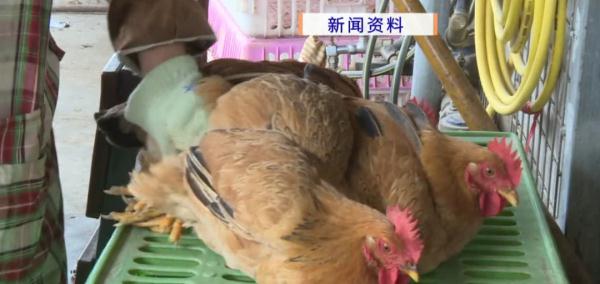 致命危“鸡”！女子被鸡啄了一下住进ICU…