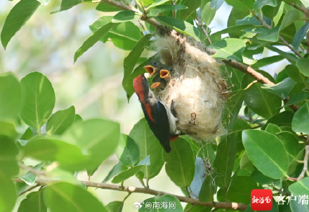 实拍三亚朱背啄花鸟喂食瞬间 实拍三亚朱背啄花鸟喂食瞬间