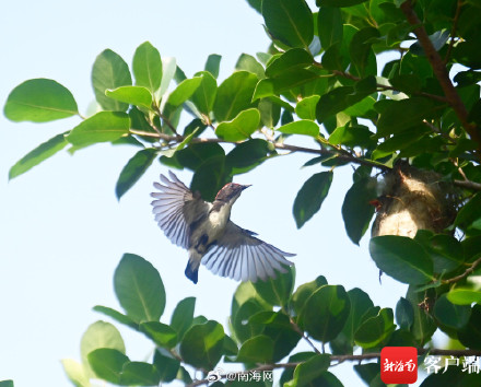 实拍三亚朱背啄花鸟喂食瞬间 实拍三亚朱背啄花鸟喂食瞬间