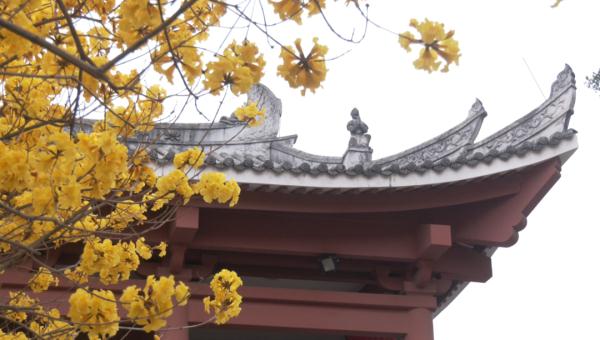 近期高发!广州街坊出门千万要注意 近期高发!广州街坊出门千万要注意