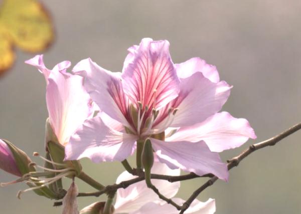 近期高发!广州街坊出门千万要注意 近期高发!广州街坊出门千万要注意