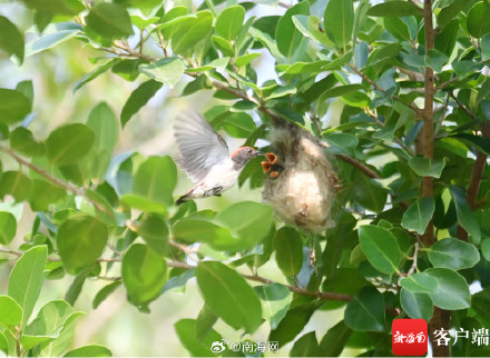实拍三亚朱背啄花鸟喂食瞬间 实拍三亚朱背啄花鸟喂食瞬间