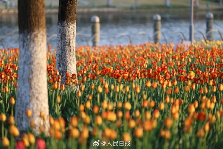 好美！春日郁金香壁纸