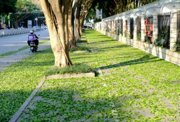 你去打卡了吗?南宁这些地方的人行道铺上了“绿毯” 你去打卡了吗?南宁这些地方的人行道铺上了“绿毯”