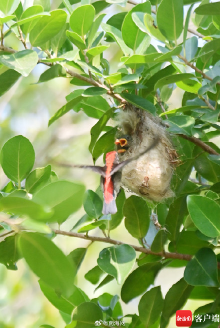实拍三亚朱背啄花鸟喂食瞬间 实拍三亚朱背啄花鸟喂食瞬间