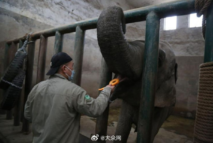 济南动物园亚洲象撒宽迎来39岁生日