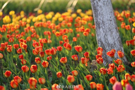 好美！春日郁金香壁纸