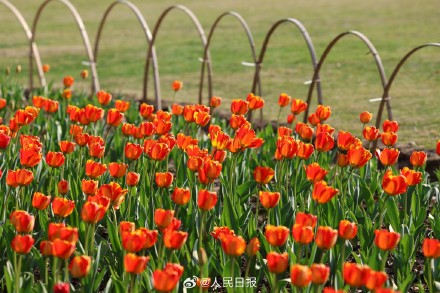 好美！春日郁金香壁纸