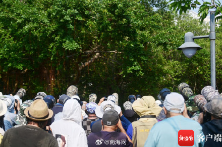 实拍三亚朱背啄花鸟喂食瞬间 实拍三亚朱背啄花鸟喂食瞬间