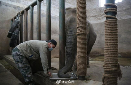 济南动物园亚洲象撒宽迎来39岁生日