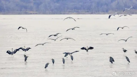 密云水库迎来候鸟回归