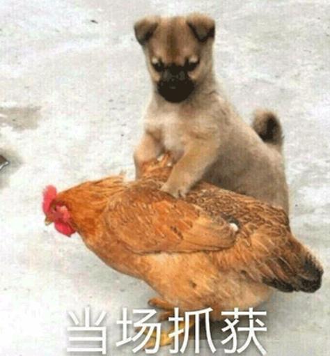 致命危“鸡”!女子被鸡啄了一下住进ICU…… 致命危“鸡”!女子被鸡啄了一下住进ICU……