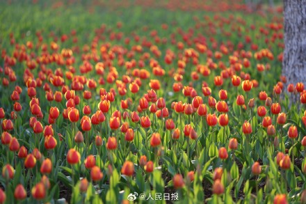 好美！春日郁金香壁纸