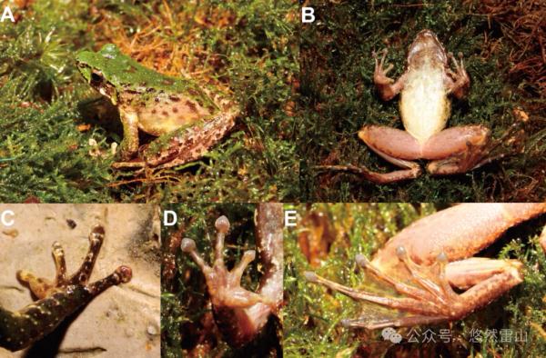 贵州发现两栖动物新物种：雷山臭蛙