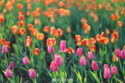 好美！春日郁金香壁纸