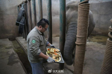 济南动物园亚洲象撒宽迎来39岁生日
