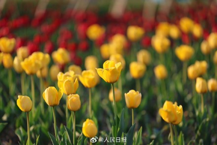 好美！春日郁金香壁纸