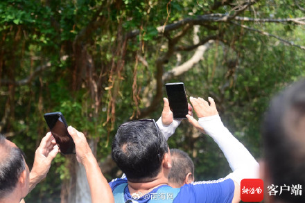 实拍三亚朱背啄花鸟喂食瞬间 实拍三亚朱背啄花鸟喂食瞬间