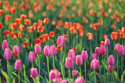 好美！春日郁金香壁纸