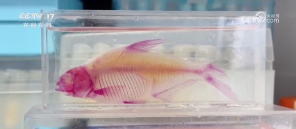 吃鱼卡刺?“无刺草鱼”来了,卡刺可能要解决了 吃鱼卡刺?“无刺草鱼”来了,卡刺可能要解决了