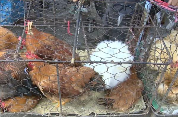 致命危“鸡”！女子被鸡啄了一下住进ICU…