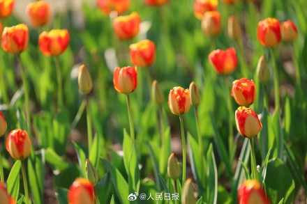 好美！春日郁金香壁纸