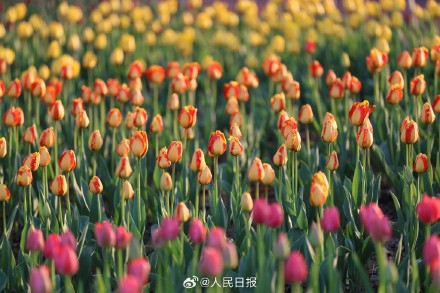 好美！春日郁金香壁纸