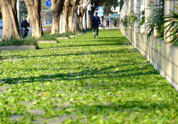 你去打卡了吗?南宁这些地方的人行道铺上了“绿毯” 你去打卡了吗?南宁这些地方的人行道铺上了“绿毯”