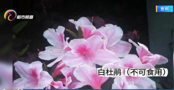 云南人请注意！这些花不能吃！