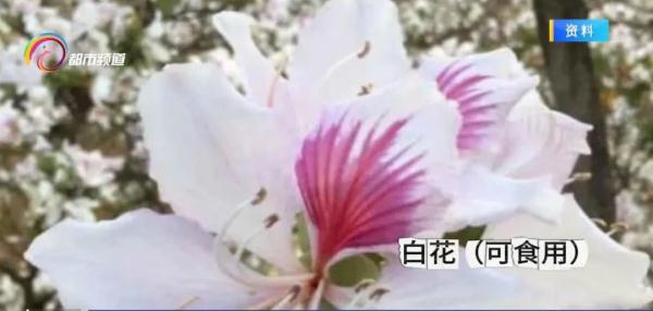 云南人请注意！这些花不能吃！