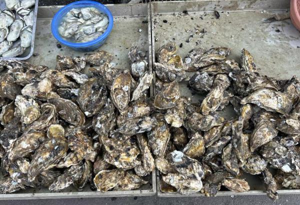 开冰梭鲜美上市，烟台人抓紧吃，错过再等一年！