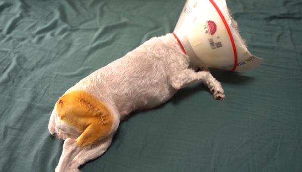 爱犬寄养被弄丢,抓捕时还受了伤!索赔被拒,律师提醒:这样的合同...... 爱犬寄养被弄丢,抓捕时还受了伤!索赔被拒,律师提醒:这样的合同......