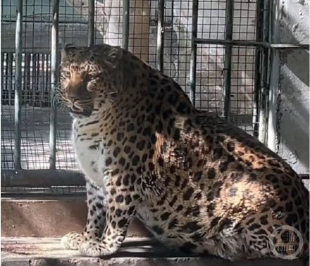 攀枝花公园豹子胖成了豹警官，公园方：老了发体，健康没问题