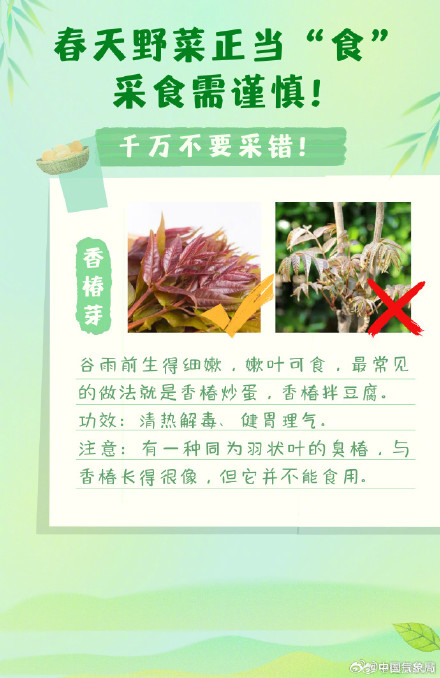 实用帖！春季野菜正当“食”