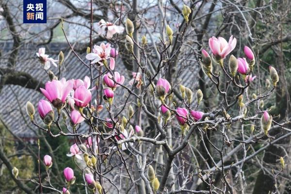 美不胜收!世界上唯一一株400多岁的古旱莲早春绽放 美不胜收!世界上唯一一株400多岁的古旱莲早春绽放