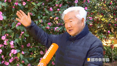 一棵树开出上万朵茶花 昆明人惊呼太少见！背后还有个“茶花翁”……
