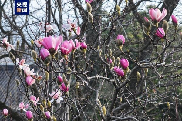 美不胜收!世界上唯一一株400多岁的古旱莲早春绽放 美不胜收!世界上唯一一株400多岁的古旱莲早春绽放